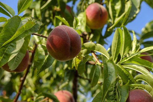 peaches  fruit  stone fruit
