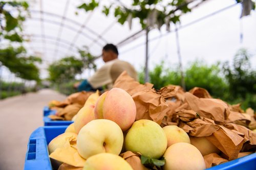 peaches  harvest  growers