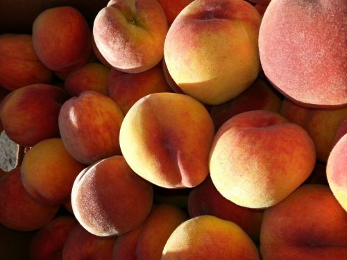 peaches fruit tree-ripened