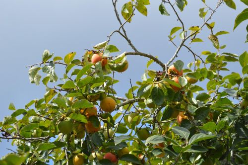 peaches fruit fruit tree