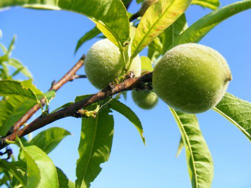 peaches green unripe