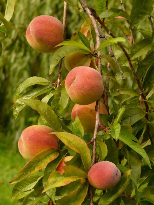 peaches peach tree malum persicum