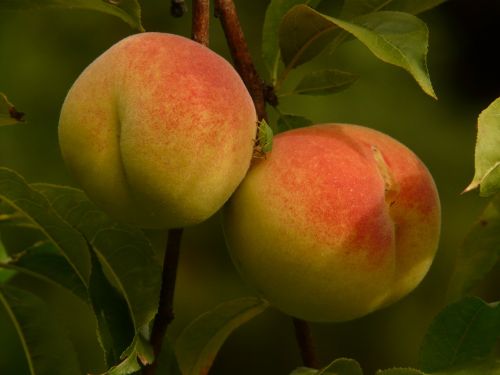 peaches peach tree malum persicum