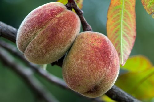 peaches tree native peach