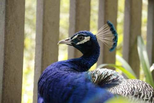 peacock blue head bird