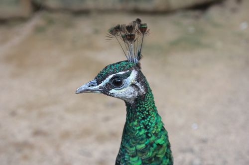 peacock bird peafowl