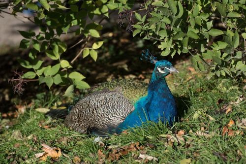 peacock blue colors