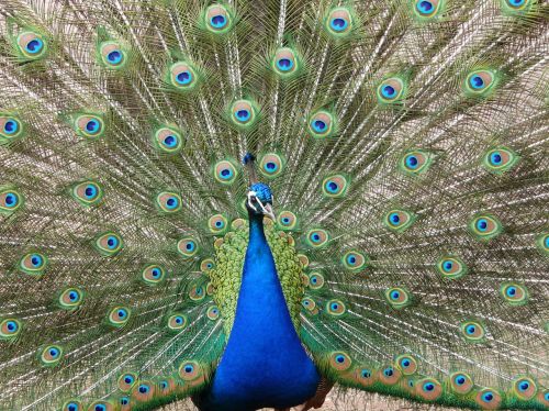 peacock eye nature