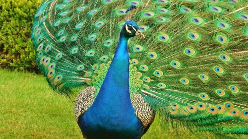 peacock bird birds