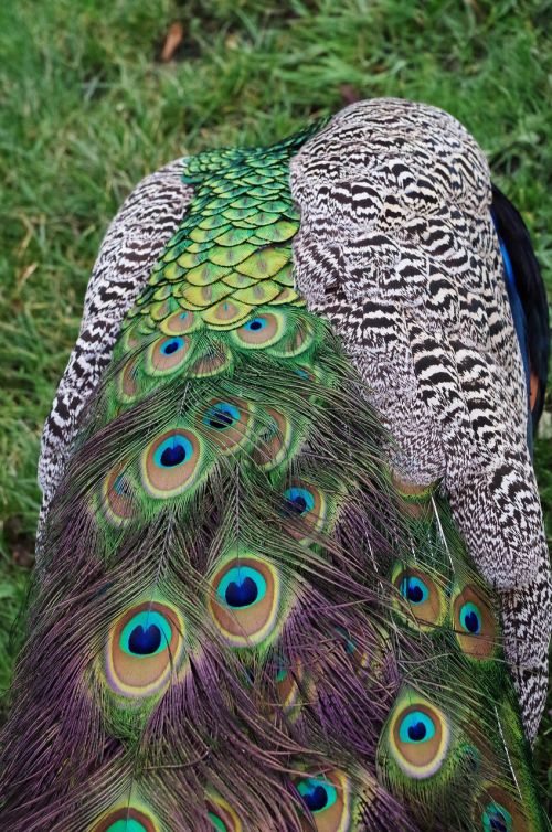 peacock feathers bird