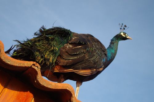 peacock bird color