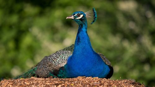 peacock bird color