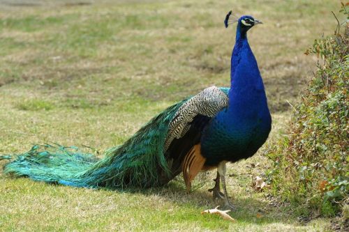 peacock plumage bird