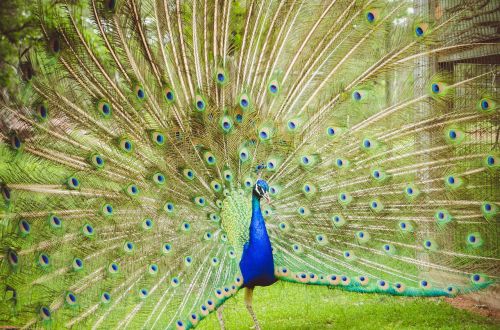 peacock plumage bird