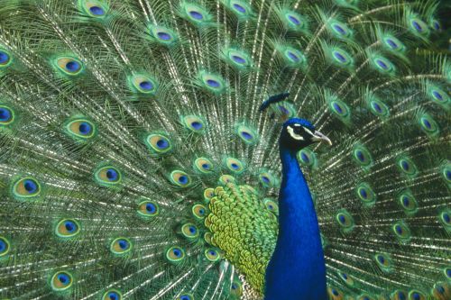 peacock bird male