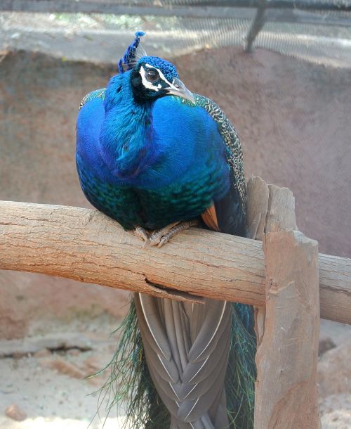 peacock india colorful