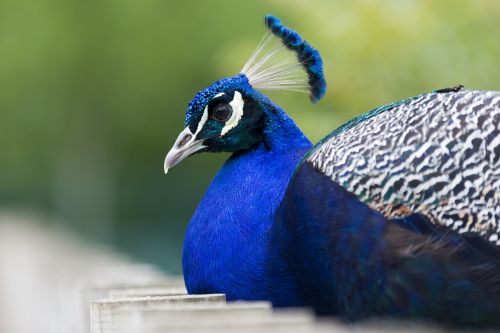 peacock birds blue