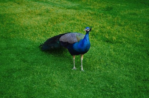 peacock peafowl wildlife