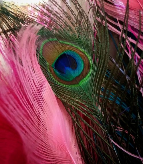 peacock feather nature