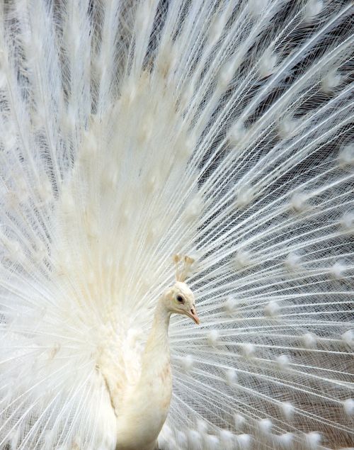 peacock animal white