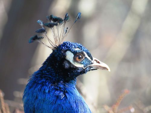 peacock portrait blue