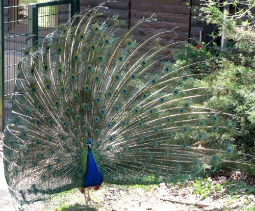 peacock beat rad strut
