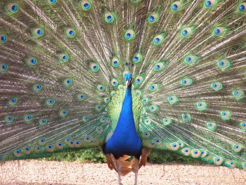 peacock feather tail