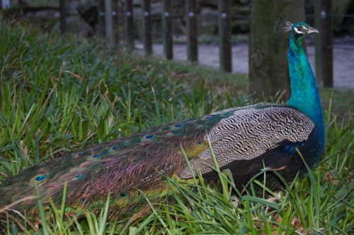 peacock zoo animal