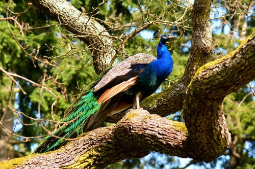peacock bird exotic