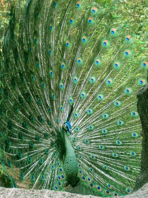 peacock zoo wildlife