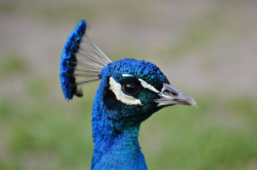 peacock bird poultry