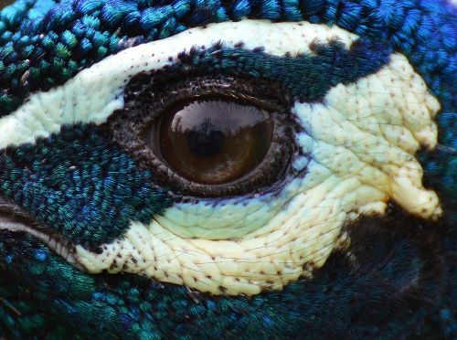 peacock eye close