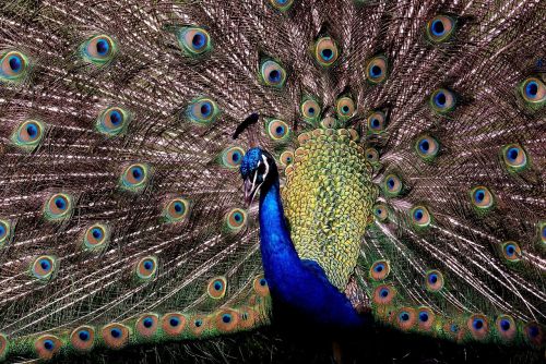 peacock close up plumage