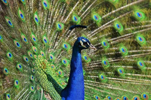 peacock feather bird