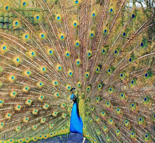peacock peacock wheel bird