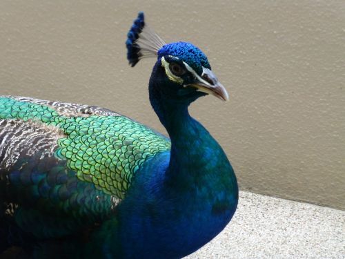 peacock bird egret