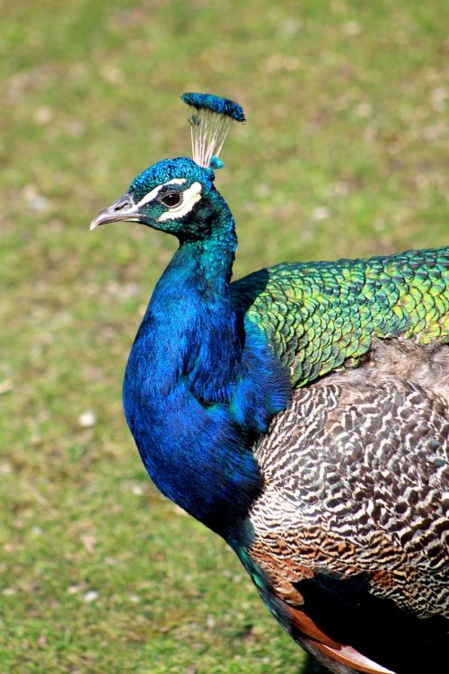 peacock bird animal