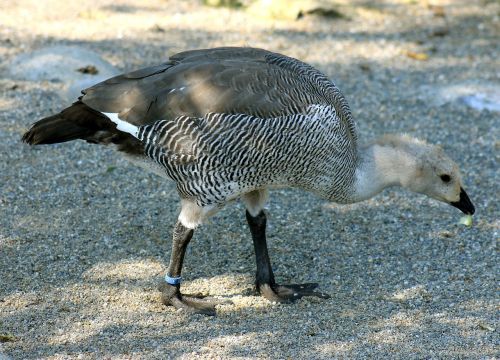 peacock bird young bird