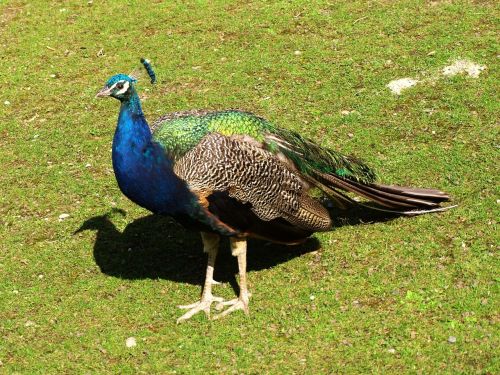 peacock bird animal