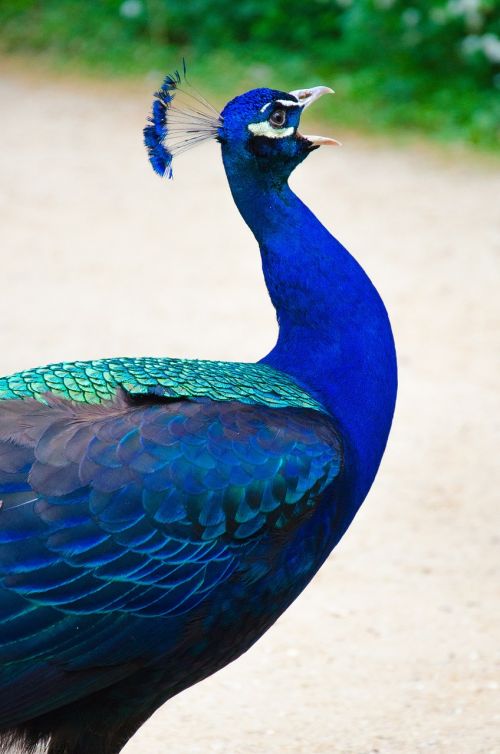 peacock bird blue