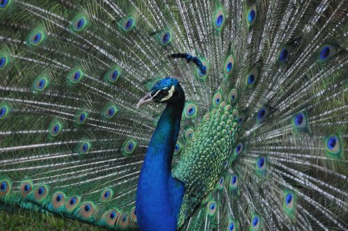 peacock bird blue bird