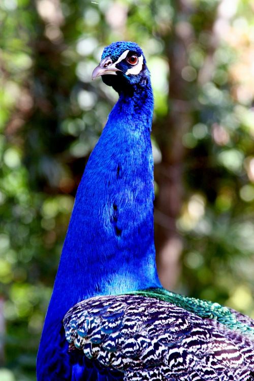 peacock bird hawaii