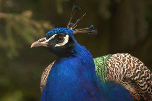 peacock feather bird