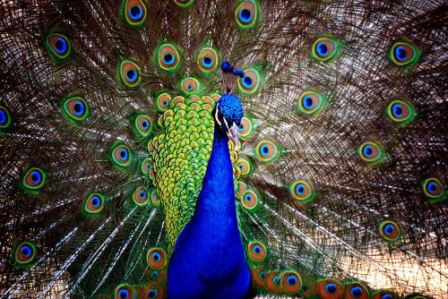 peacock male bird