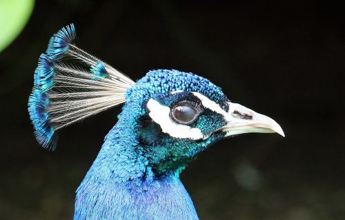 peacock peacock head head