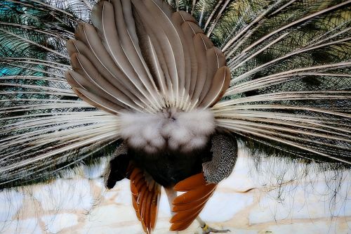 peacock bird volatile