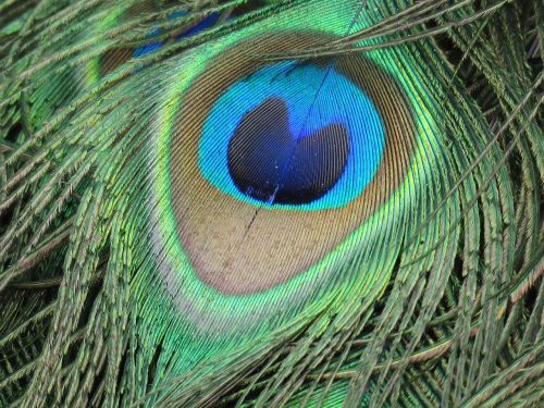 peacock feather peacock feather