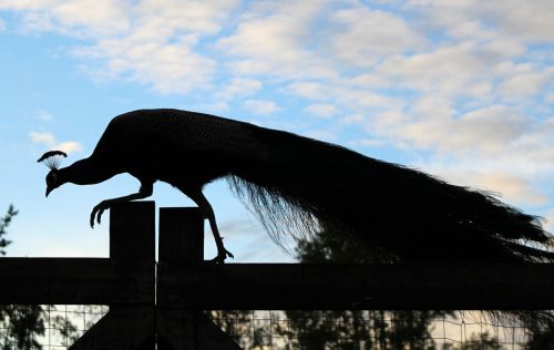 peacock silhouette feather