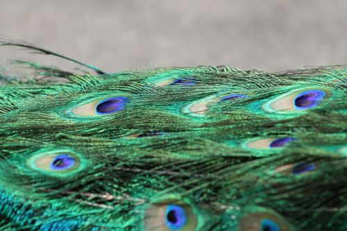 peacock bird color