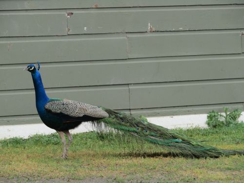 peacock bird wildlife